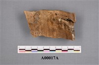 藏品(世界爺屬化石)的圖片